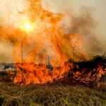 Delhi's pollution and Punjabs fires The hypocrisy of blaming the wrong chief minister